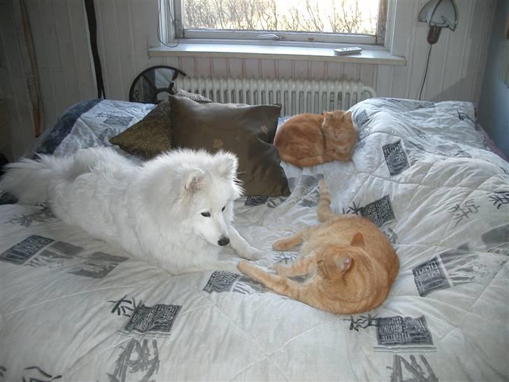 Samojedhund fie  billede 9