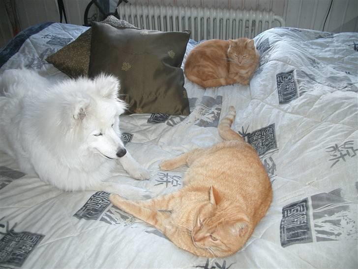 Samojedhund fie  billede 10