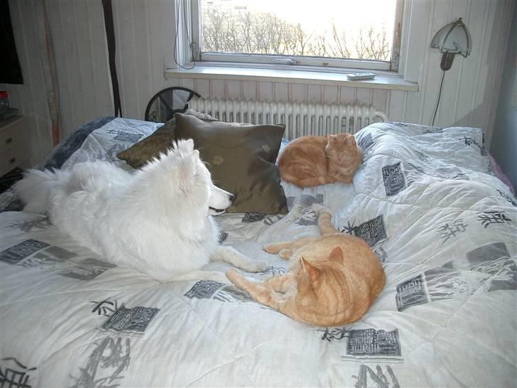 Samojedhund fie  billede 11