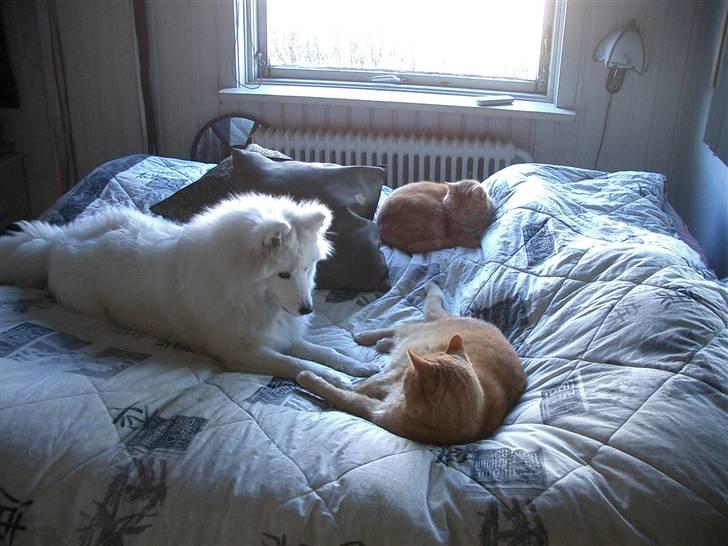 Samojedhund fie  billede 12