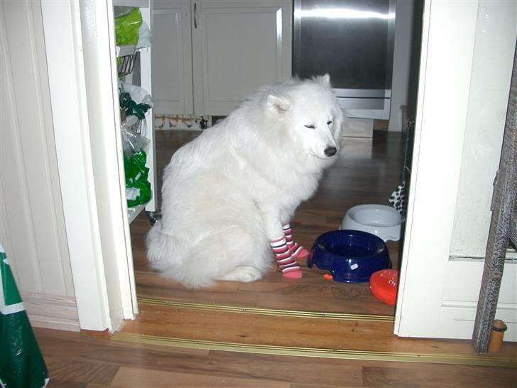 Samojedhund fie  - grunden til sokkerne er at hun er blevet operaet i foden efter hun havde haft fat i noget sekundt lim billede 13