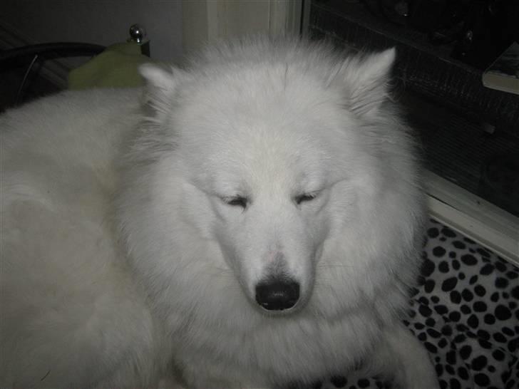 Samojedhund fie  billede 14