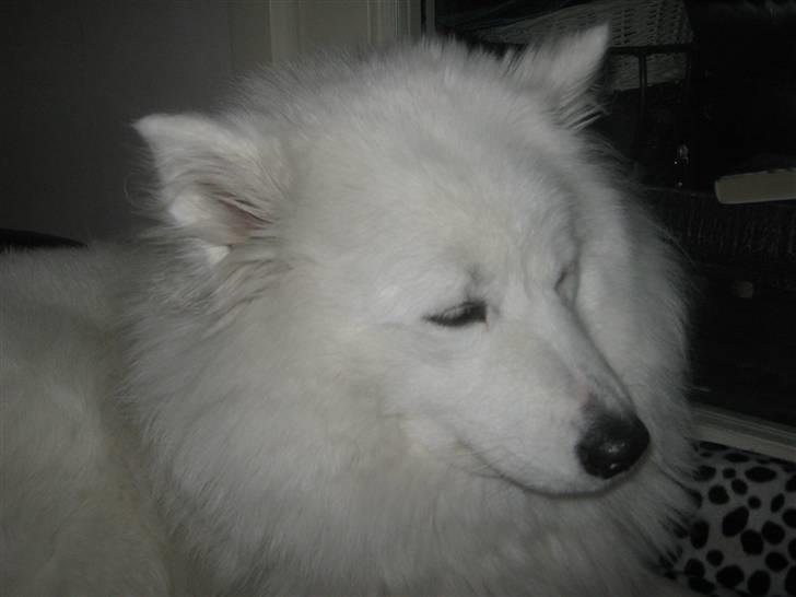 Samojedhund fie  billede 15