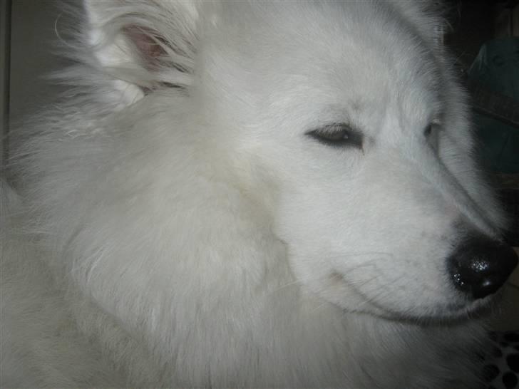 Samojedhund fie  billede 16