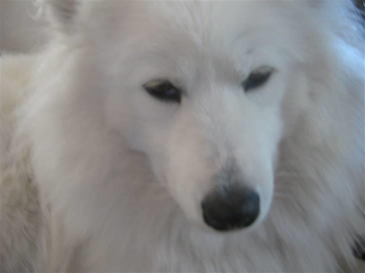 Samojedhund fie  billede 17