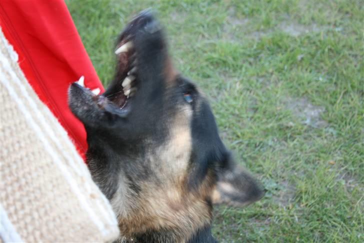 Schæferhund Atika billede 18