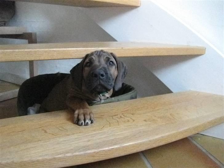 Rhodesian ridgeback Zazu Tigereye  - Måske er denne her vej nemmere, NEJ jeg er for stor. billede 9