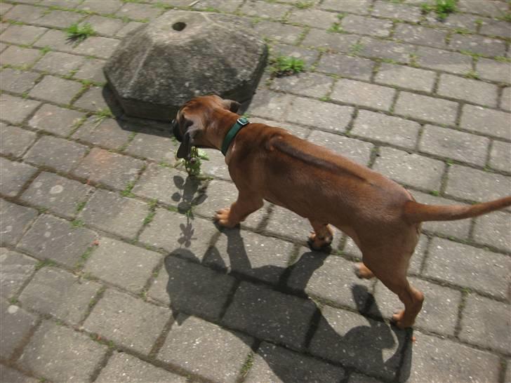 Rhodesian ridgeback Zazu Tigereye  - Der kan man se rigden. billede 10