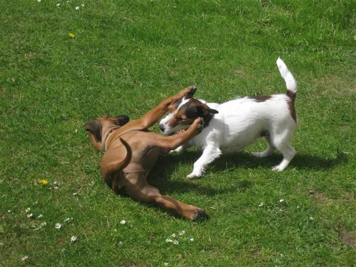 Rhodesian ridgeback Zazu Tigereye  - Zazu og Mille leger. billede 11