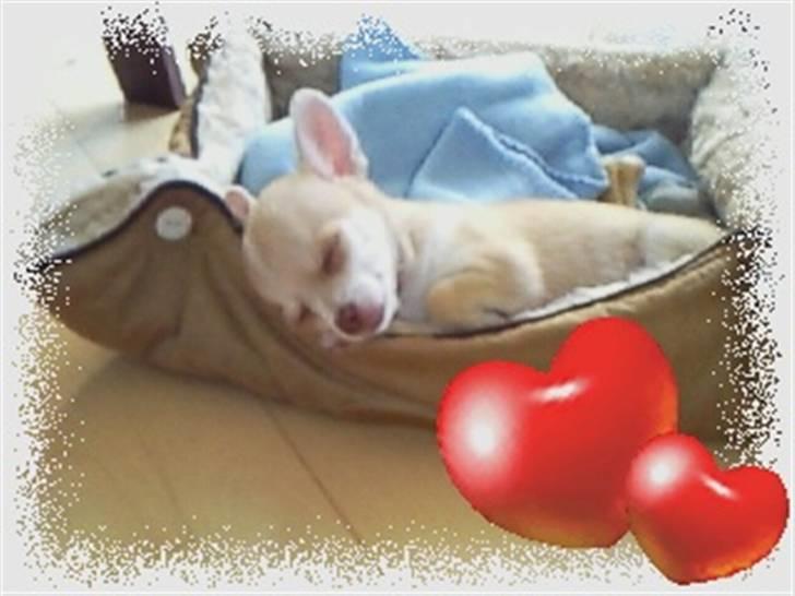 Chihuahua Gizmo - Mors darling billede 5