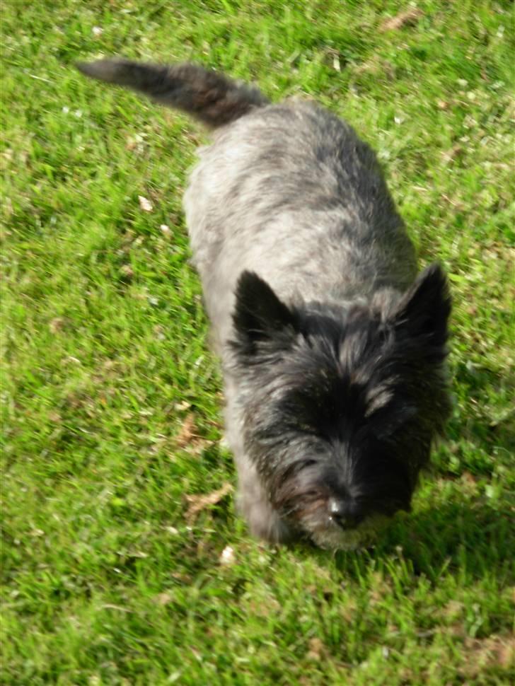 Cairn terrier Frida - jeg har lige bestemt at jeg ikke vil løbe her hen men gå! billede 5
