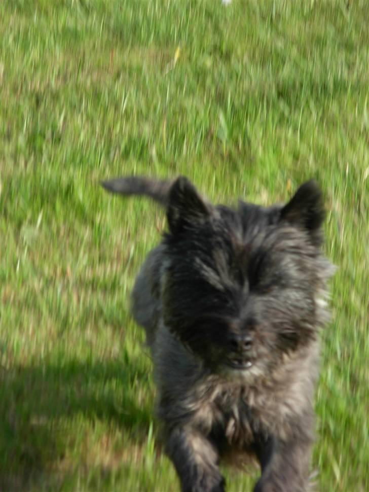 Cairn terrier Frida - hvor er jeg photo gen :D billede 6