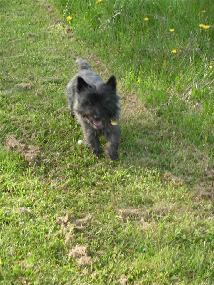 Cairn terrier Frida - jeg tager lige en spurter billede 7