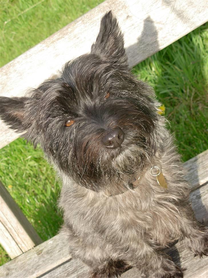 Cairn terrier Frida - avv jeg får solen lige i øjene det er svært at holde mine øjne åbne :p billede 9