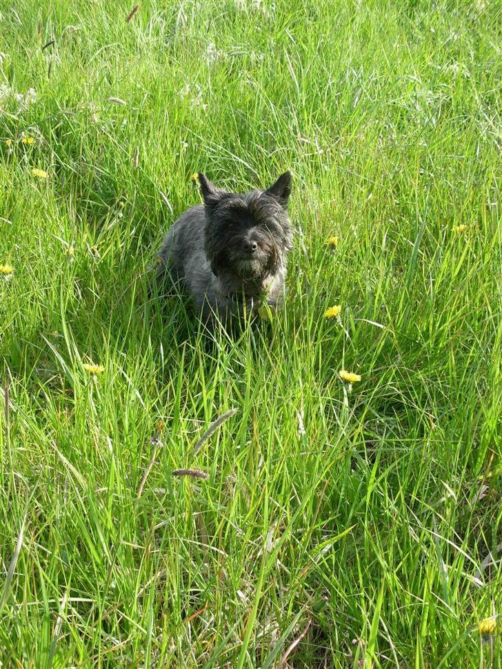 Cairn terrier Frida - "Tsk" kan du ikke se at jeg ikke gider mere billede 10