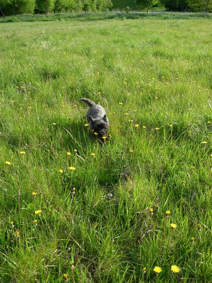 Cairn terrier Frida - mig i det høje græs <3 billede 11