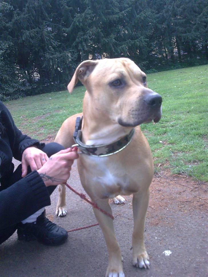 Amerikansk staffordshire terrier tyson billede 2