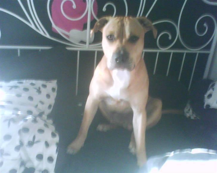 Amerikansk staffordshire terrier tyson billede 3