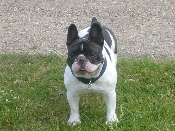 Fransk bulldog Dauløkkes Vogue La Blance - min dejlige pige foto Tove m.n. billede 20
