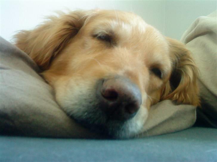 Golden retriever Chilli - Miin lille Skaat<3 Hun er træt.. billede 14