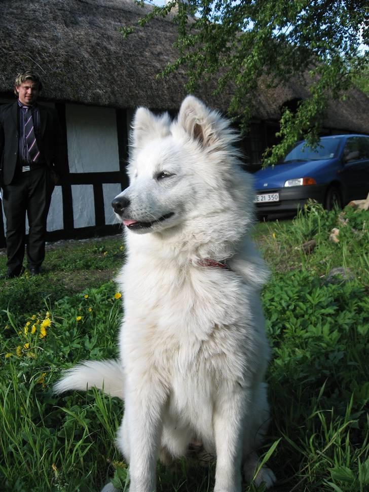 Blanding af racer Zofi - Nyder solen i haven. billede 3