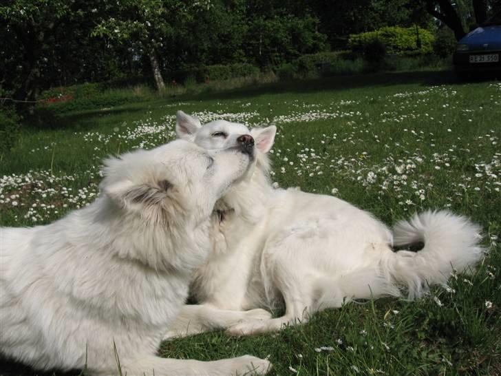 Blanding af racer Zofi - Hende søde Zif får sgu lige et hundemøzzzzz...... billede 4