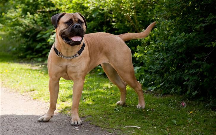 Bullmastiff Brynhild billede 1