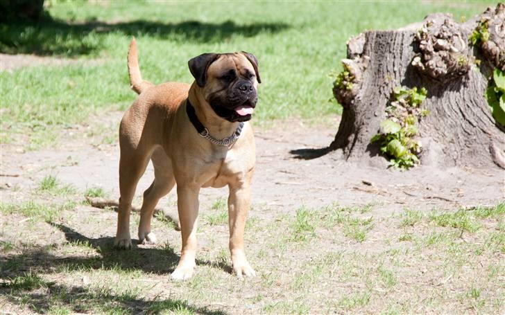 Bullmastiff Brynhild billede 2