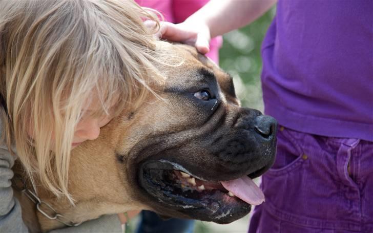 Bullmastiff Brynhild billede 3