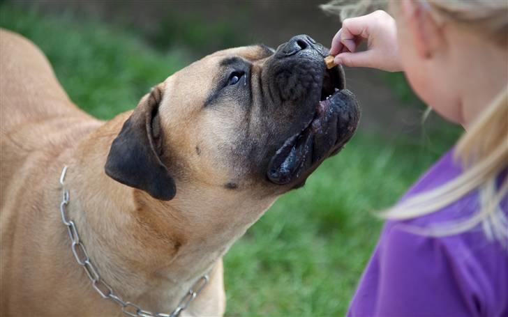 Bullmastiff Brynhild billede 4