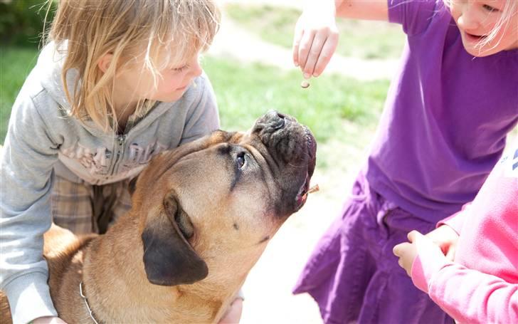 Bullmastiff Brynhild billede 5