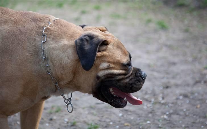 Bullmastiff Brynhild billede 6