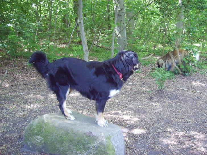 Blanding af racer sasha - skulle den lille sten være noget, går da bare over billede 15