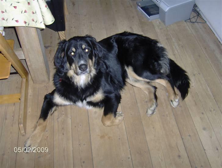 Blanding af racer sasha - var der noget billede 16