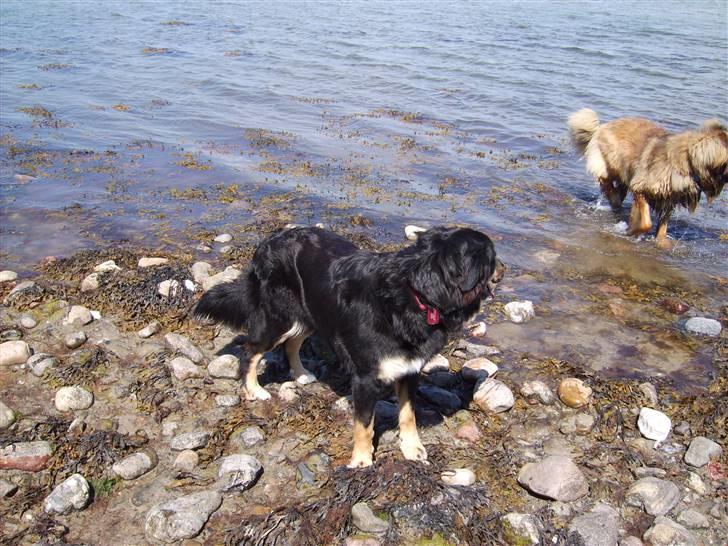 Blanding af racer sasha - jeg går ikke der ud, billede 17