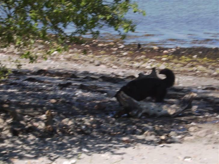 Blanding af racer sasha - det her er mere mig tør grund under fødderne billede 18