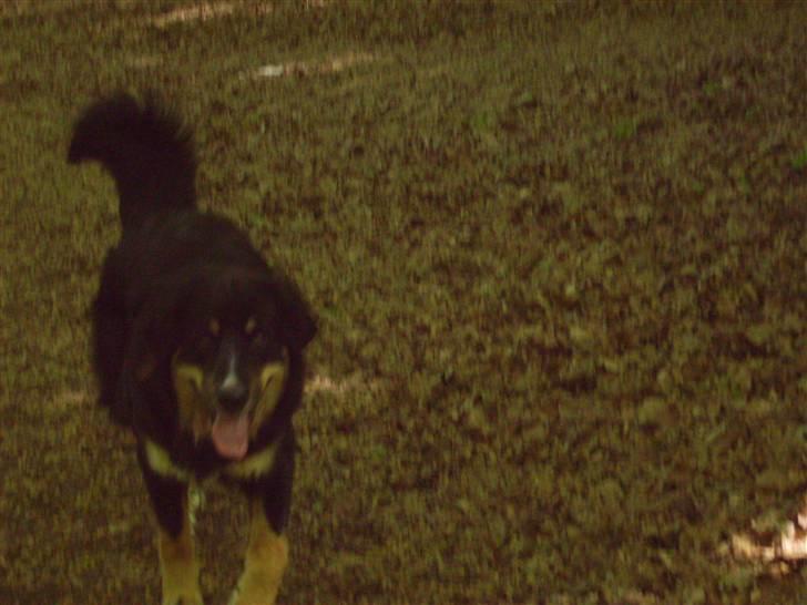 Blanding af racer sasha - øv skal vi allerede hjem billede 19