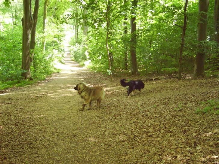 Blanding af racer sasha - en skøn aften tur i høveskov billede 20