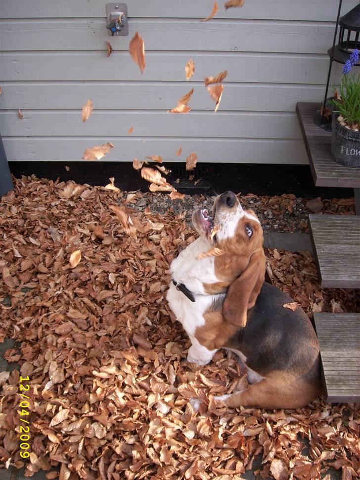 Basset hound Ludvig - Blade er herlige! billede 16