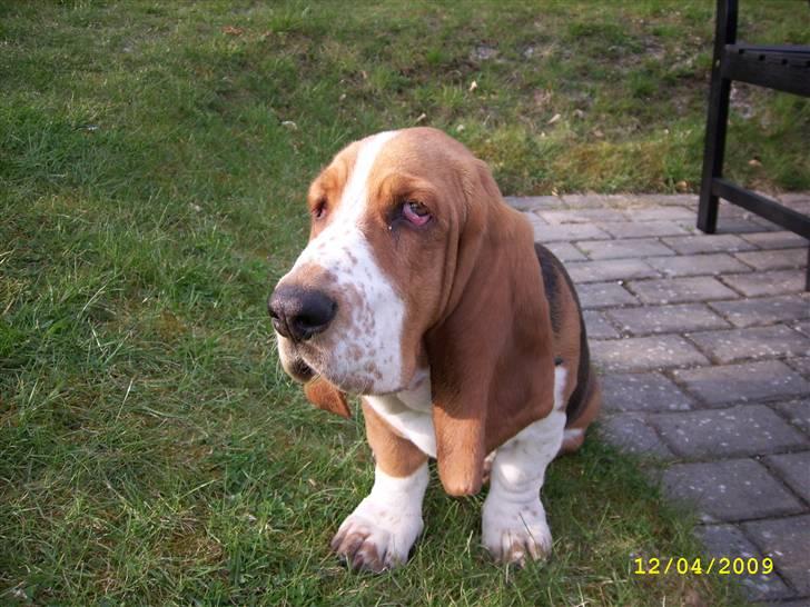 Basset hound Ludvig billede 17