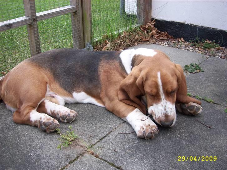 Basset hound Ludvig - Den pind skal tygges i små stumper! billede 18