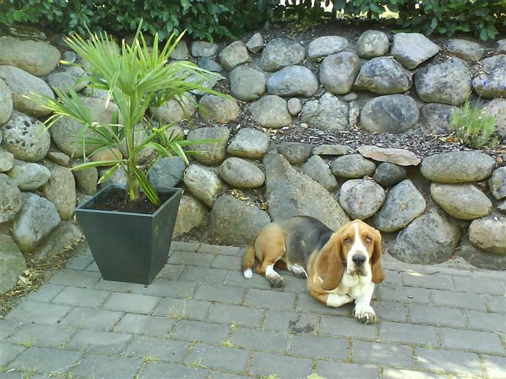 Basset hound Ludvig - I skyggen af palmen på terrassen. billede 19