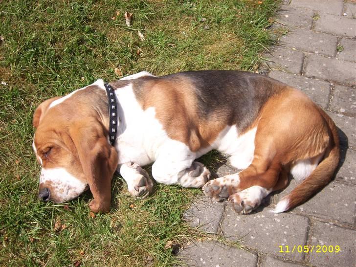 Basset hound Ludvig - Det bedste sted at ligge - i solen på terrassen :o) billede 20
