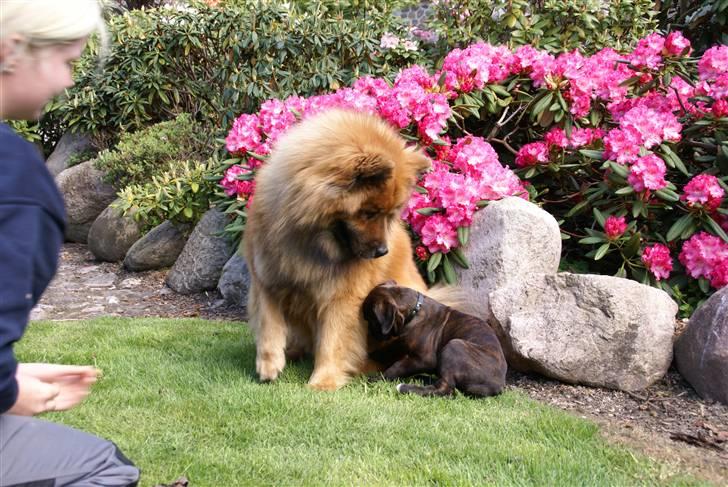 Boxer Kennel Keni's Kia - hva har du der? billede 17