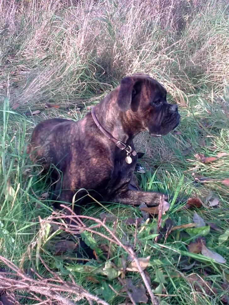 Boxer Kennel Keni's Kia - i hundeskoven i Randers billede 18