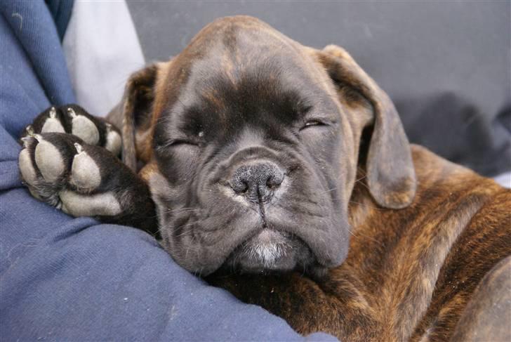 Boxer Kennel Keni's Kia - ZZZzzzzZZZ træt efter at lege med Aslak billede 19