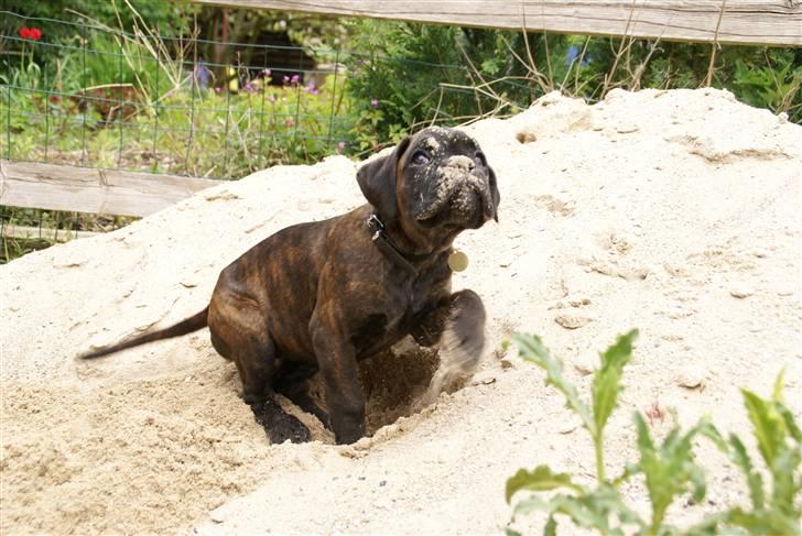 Boxer Kennel Keni's Kia - Sand..! hvad?? på mig.. i hovedet? Neeeeej!!  billede 3