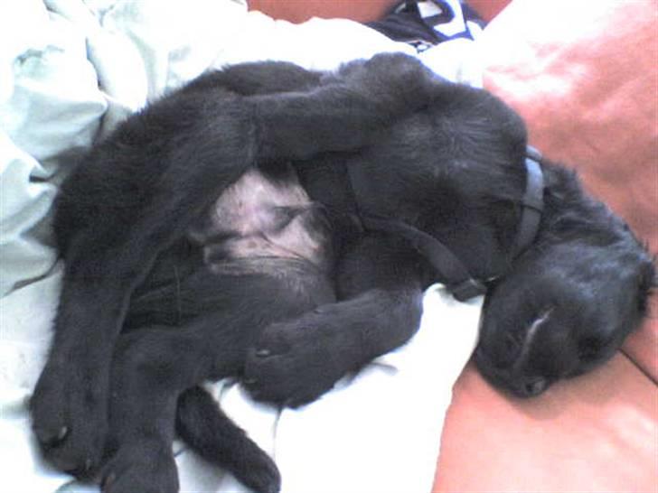 Blanding af racer Gustav billede 8