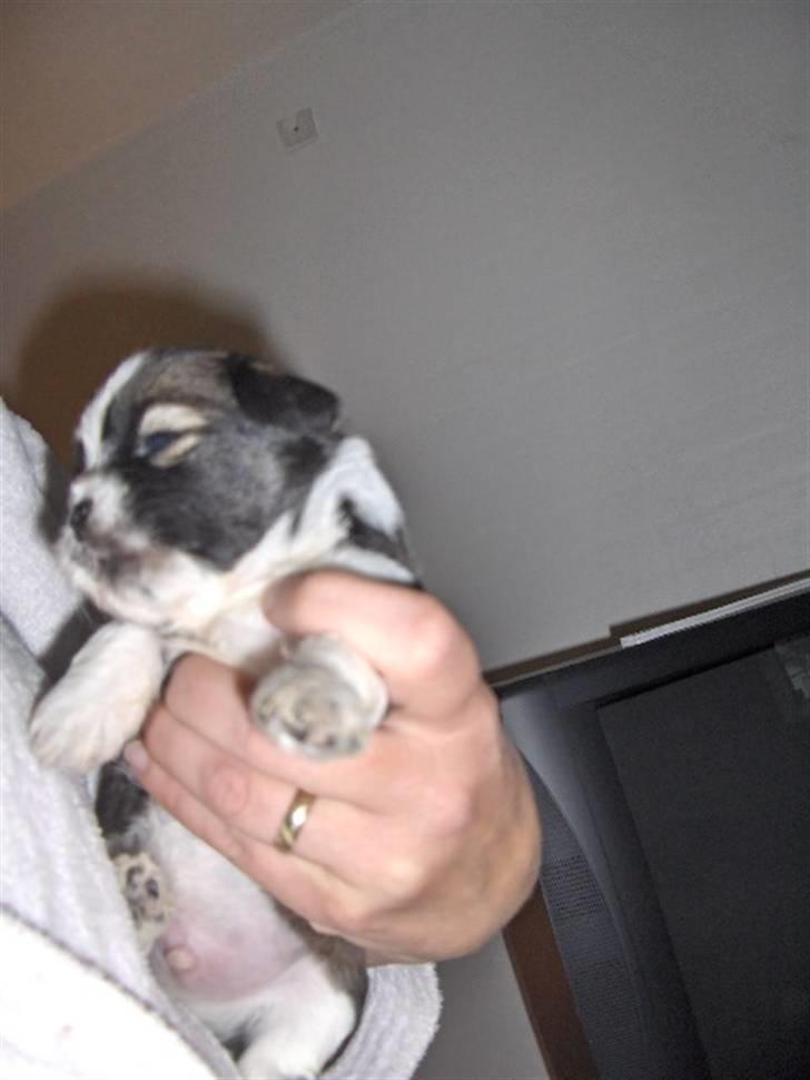 Lhasa apso Rubin billede 8