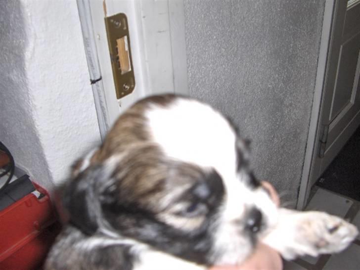 Lhasa apso Rubin billede 9